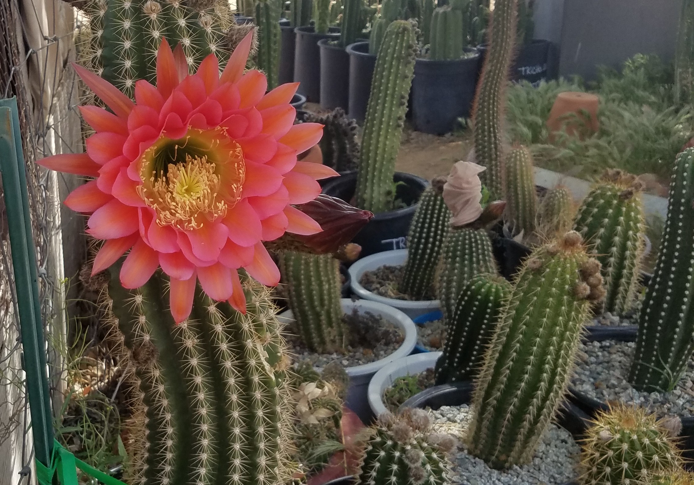 Coral-pink Echinopsis flower blooming among a deep collection of garden cacti