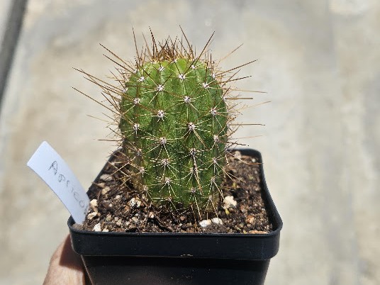 A healthy green cactus pup growing in a black nursery pot.