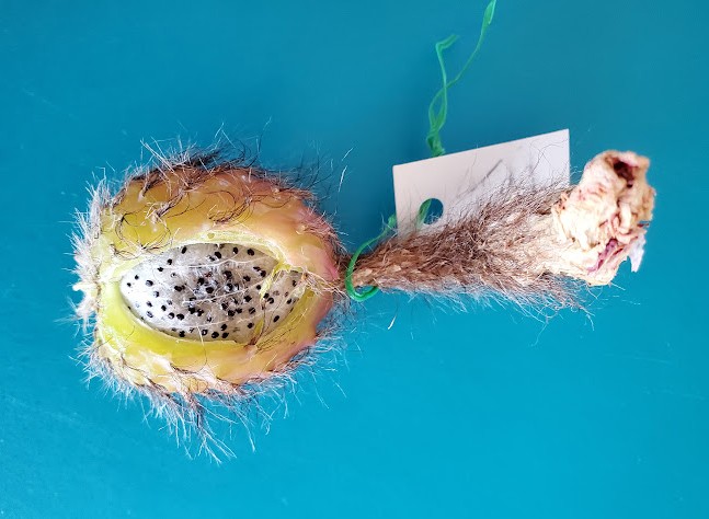 A split cactus fruit showing black seeds inside against a turquoise background.