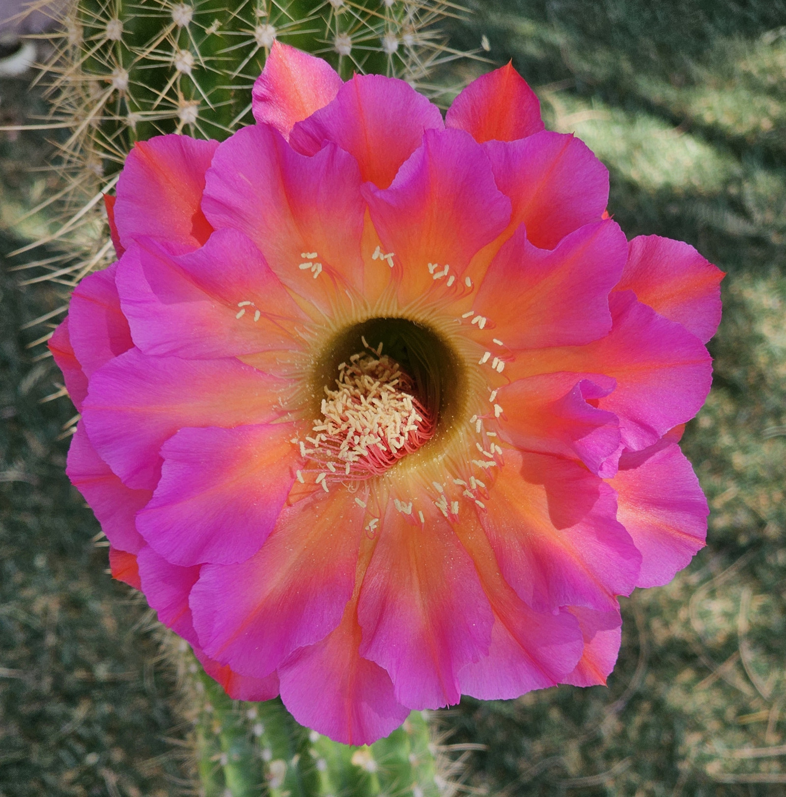 First magenta and coral-orange flower from an El Capitan × Orange California cactus seedling.
