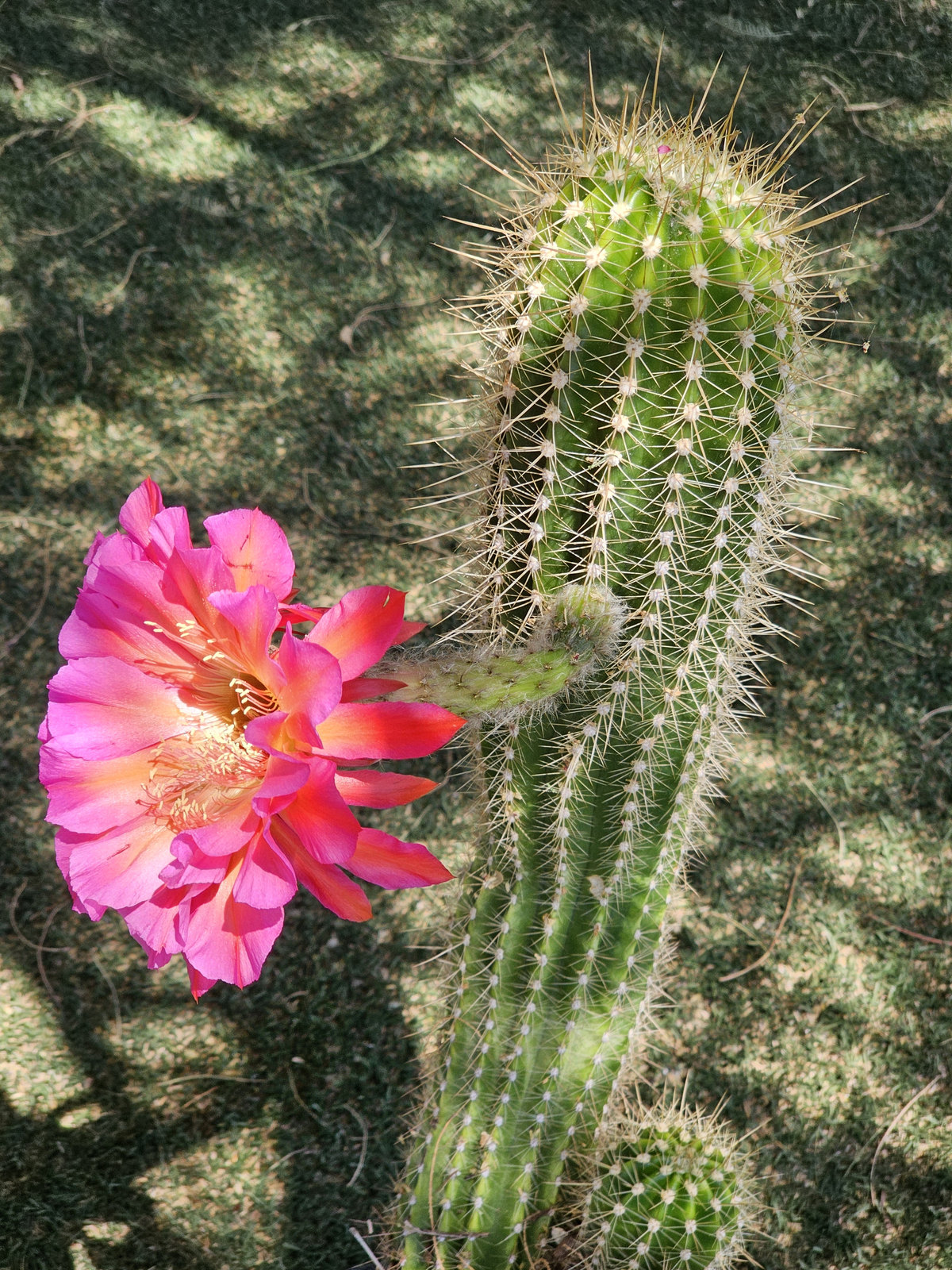 Tall, finely spined El Capitan × Orange California seedling displaying its first flower.