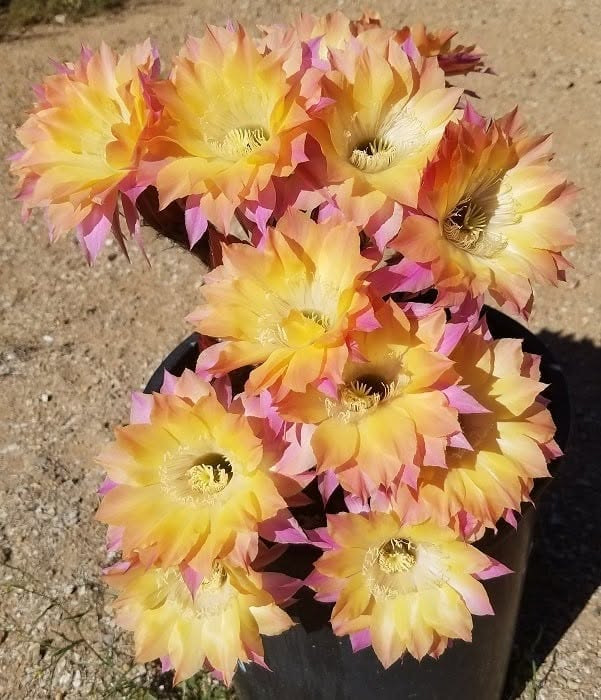 El Capitan cactus in mass bloom, one parent of the featured seedling.