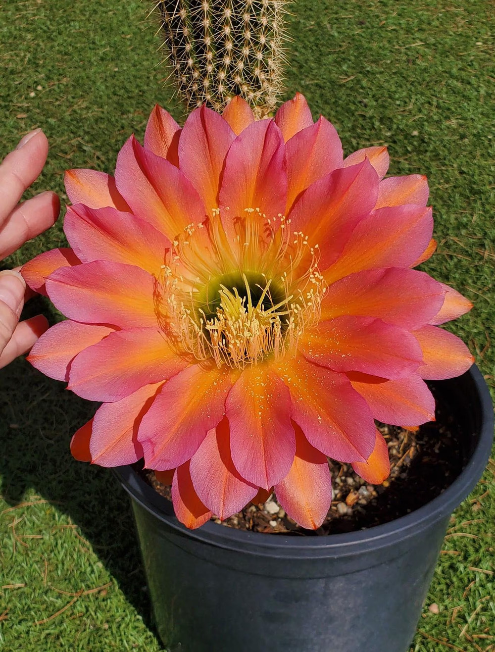 Orange California cactus flower, one parent of the featured seedling.